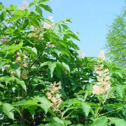  Aesculus X Arnoldiana