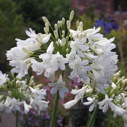  Agapanthus Arctic Star
