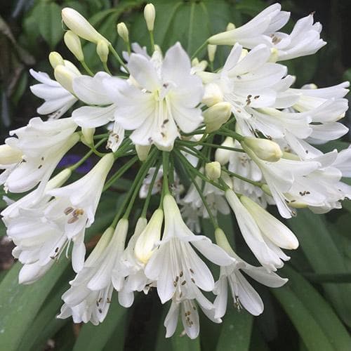  Agapanthus Arctic Star
