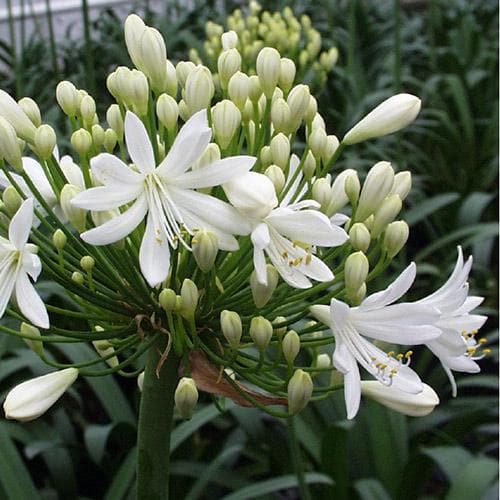  Agapanthus Arctic Star