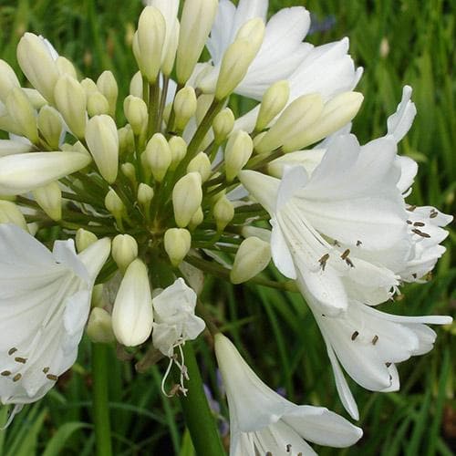  Agapanthus Arctic Star