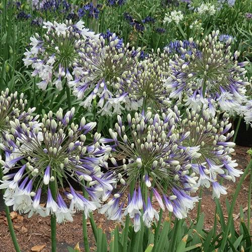  Agapanthus Fireworks