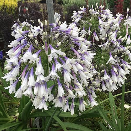  Agapanthus Fireworks
