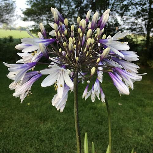  Agapanthus Fireworks