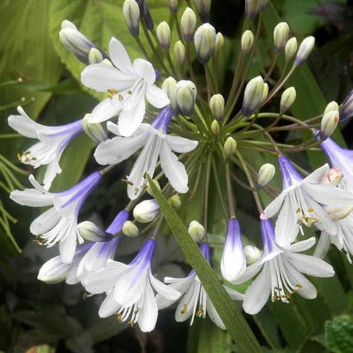  Agapanthus Fireworks