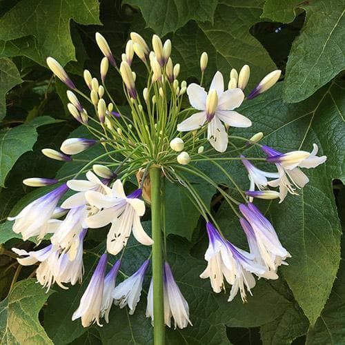  Agapanthus Fireworks