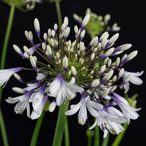  Agapanthus Fireworks