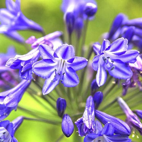  Agapanthus Lapis Lazuli