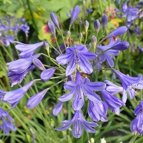  Agapanthus Lapis Lazuli
