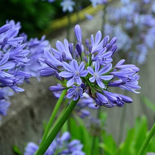  Agapanthus Lapis Lazuli