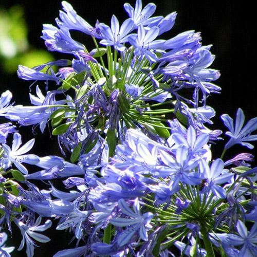  Agapanthus Lapis Lazuli
