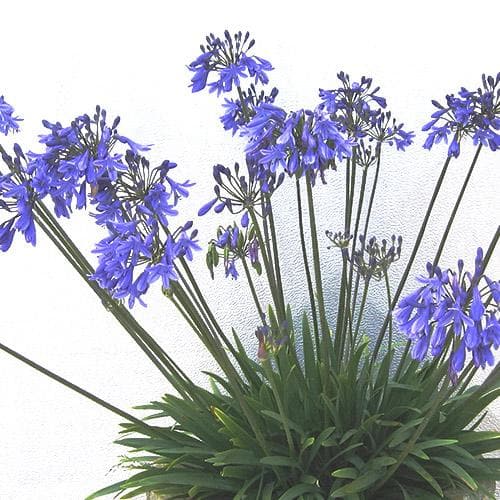  Agapanthus Lapis Lazuli
