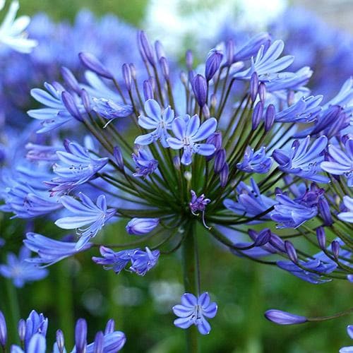  Agapanthus Lapis Lazuli