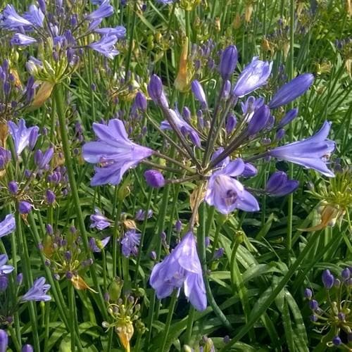  Agapanthus Blue Storm