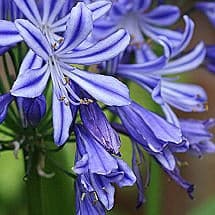  Agapanthus Charlotte