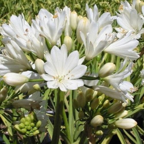  Agapanthus Double Diamond