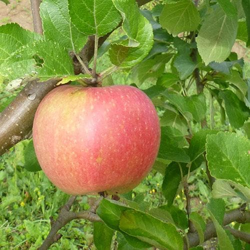  Apple Alkmene