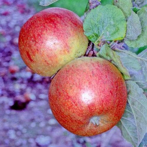  Apple Alkmene