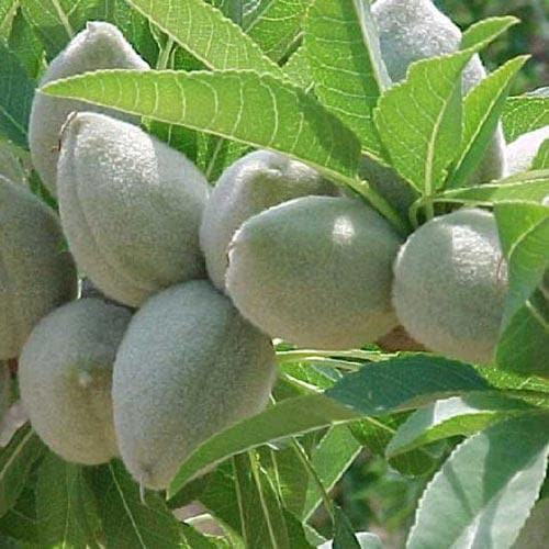  Almond - Prunus Dulcis Robijn
