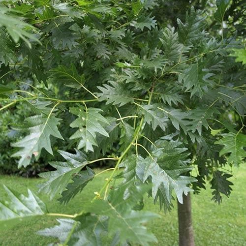  Alnus Glutinosa Laciniata