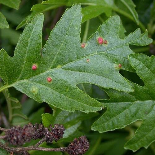  Alnus Glutinosa Laciniata