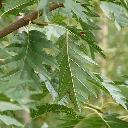  Alnus Glutinosa Laciniata