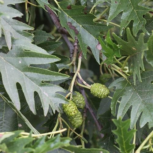  Alnus Glutinosa Laciniata