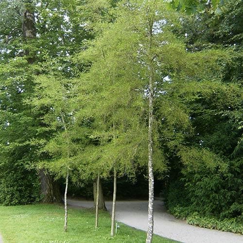  Alnus Glutinosa Laciniata