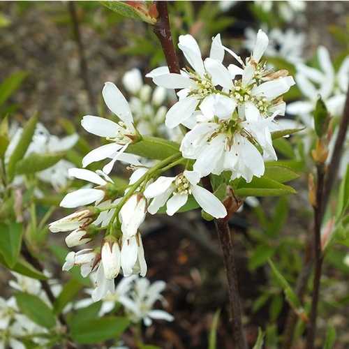  Amelanchier X Grandiflora Ballerina