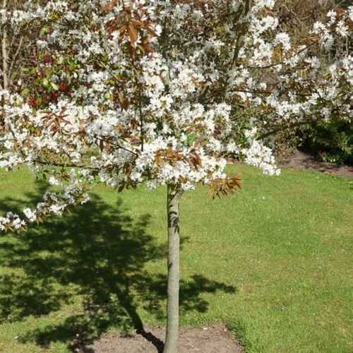  Amelanchier X Grandiflora Robin Hill AGM