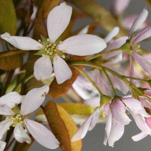  Amelanchier X Grandiflora Robin Hill AGM
