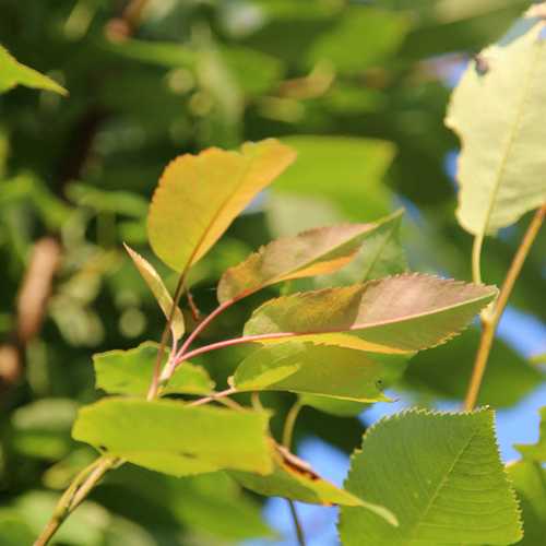  Amelanchier X Grandiflora Robin Hill AGM