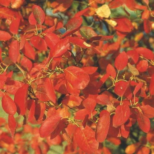  Amelanchier X Grandiflora Robin Hill AGM