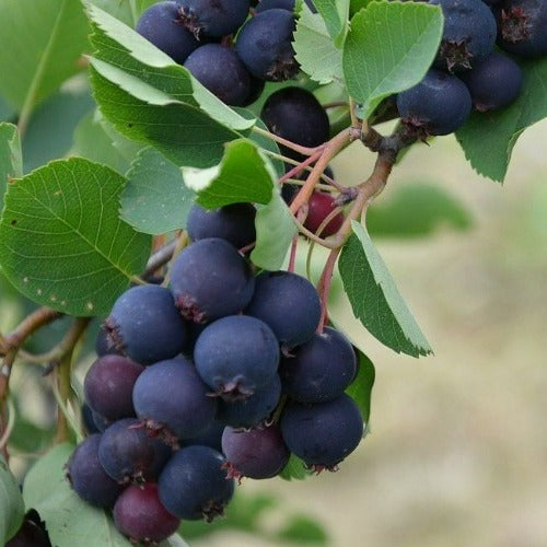  Amelanchier Alnifolia Thiessen