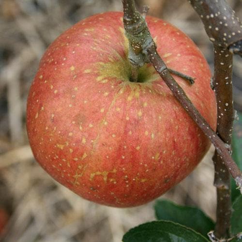  Apple Cornish Aromatic