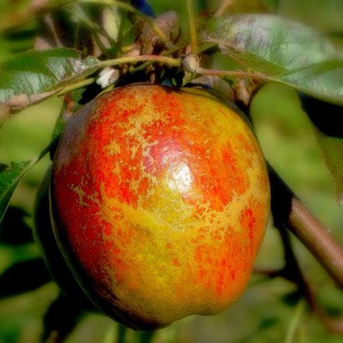  Apple Cornish Aromatic