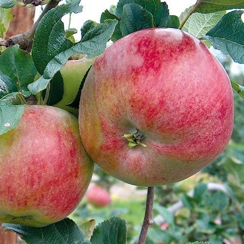  Apple Howgate Wonder