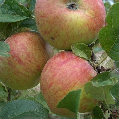  Apple Howgate Wonder