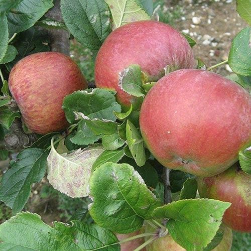 Apple Howgate Wonder