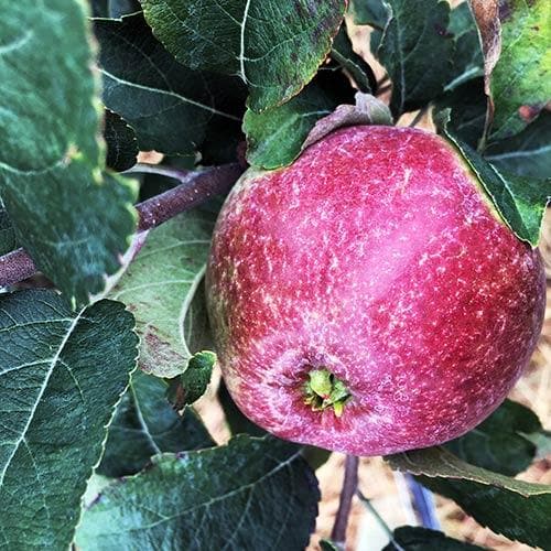  Apple Kingston Black