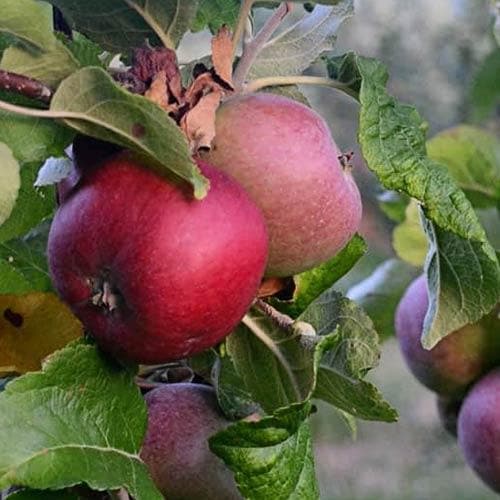  Apple Kingston Black
