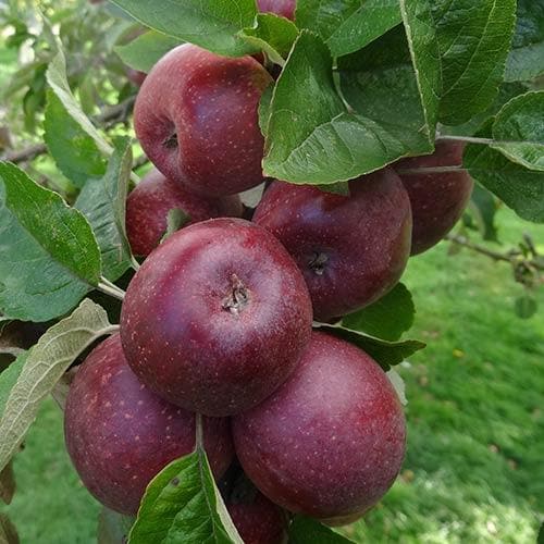  Apple Kingston Black