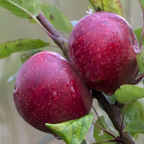  Apple Kingston Black