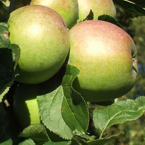  Apple Lane's Prince Albert