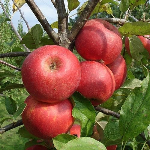  Apple Red Elstar