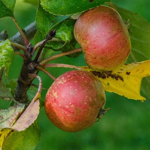  Apple Pixie