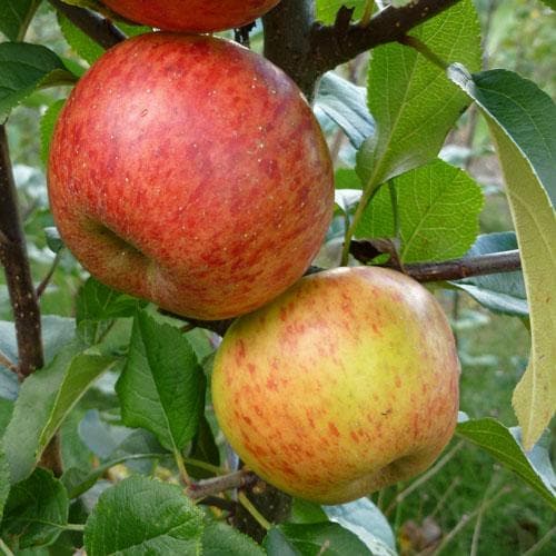  Apple Pixie