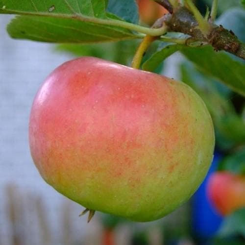  Apple Ecolette