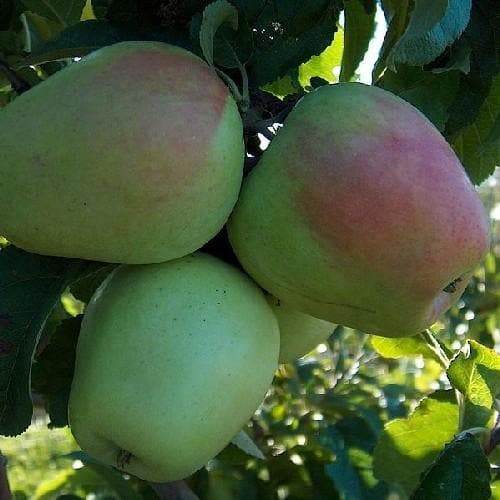  Apple Glockenapfel