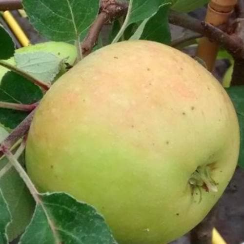  Apple Three Counties